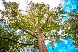 Best Tree Health Inspection  in , AL