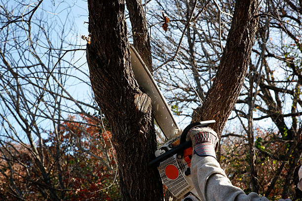 Best Leaf Removal  in , AL