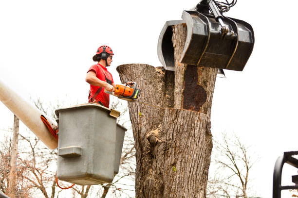 Best Utility Line Clearance  in , AL